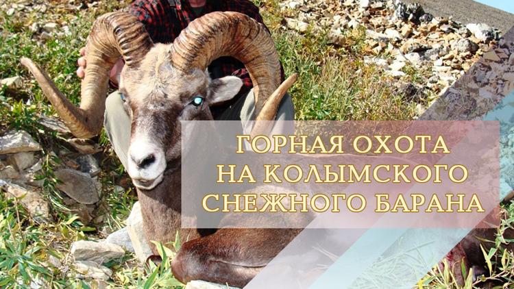 Постер Горная охота на колымского снежного барана