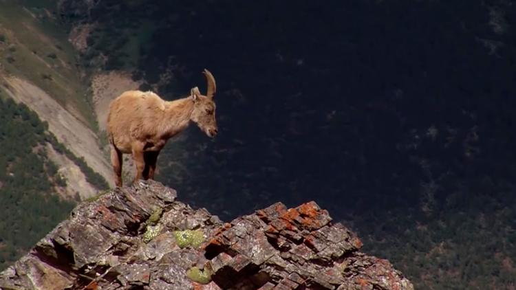 Постер Engadin-Wildnis der Schweiz