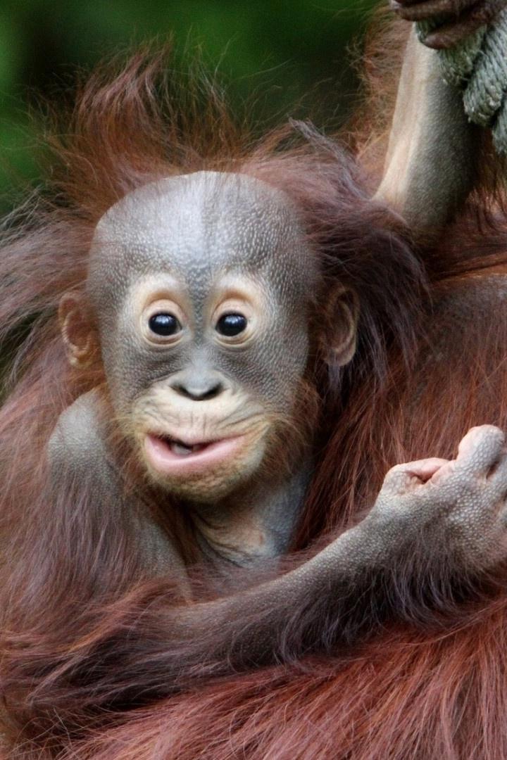 Как вырастить орангутанга (kak-vyrastit-orangutanga) Документальный сериал