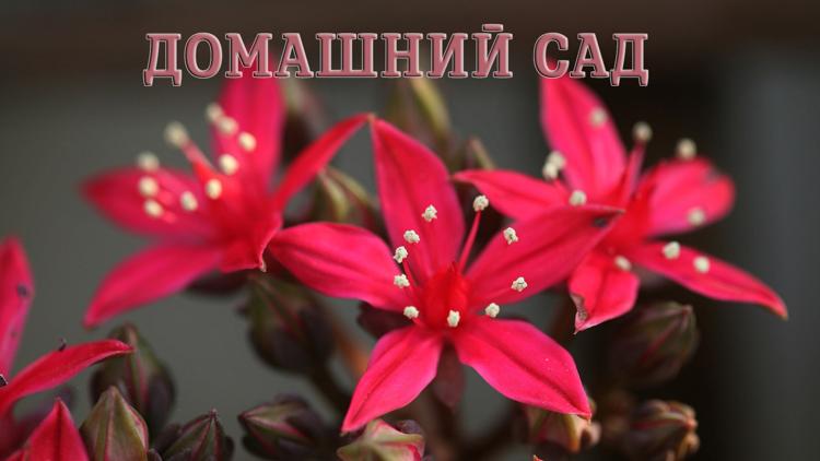 Постер Домашний сад