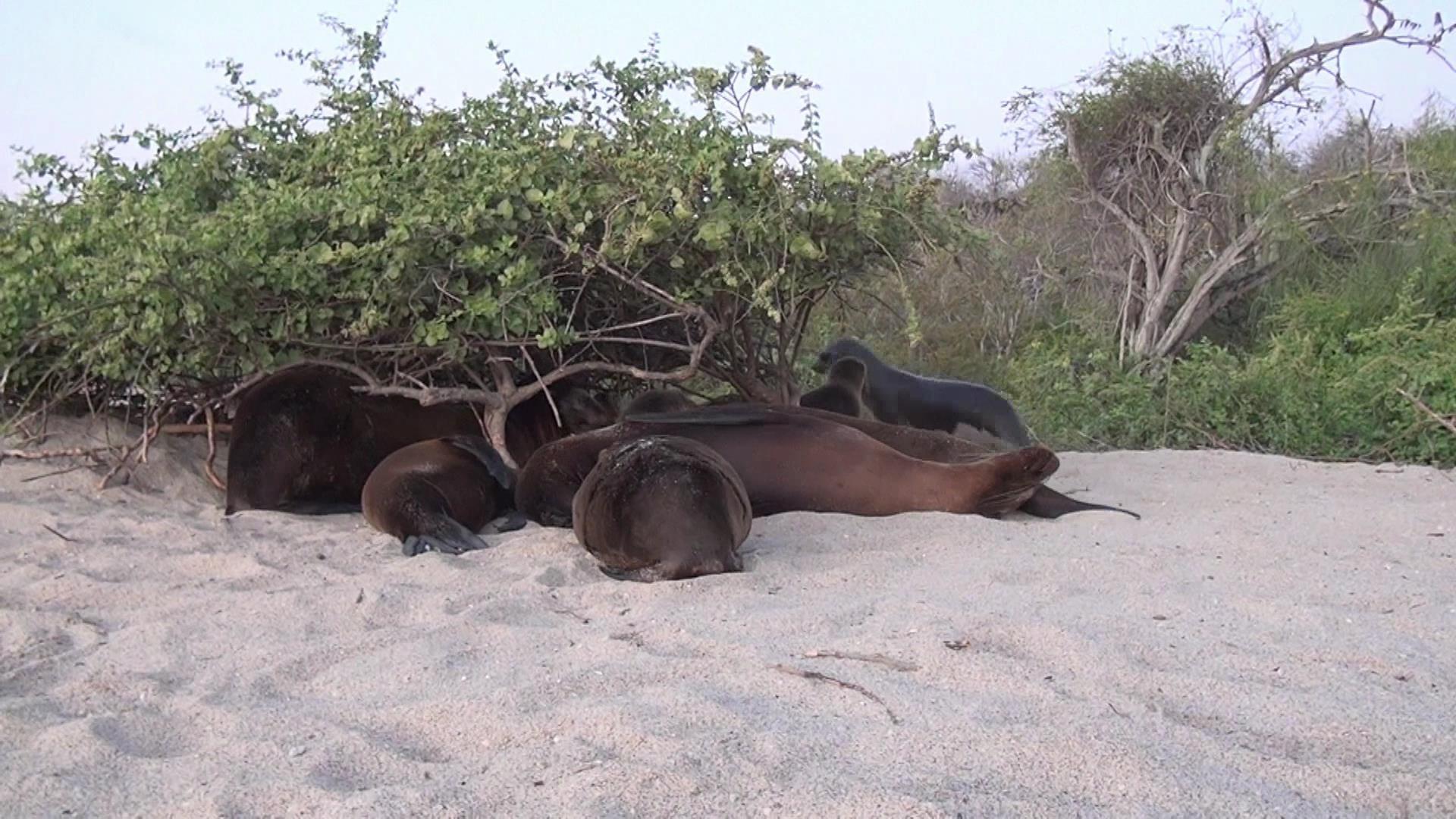 Уникальные Галапагосские острова (unikalnye-galapagosskie-ostrova) Документальный фильм