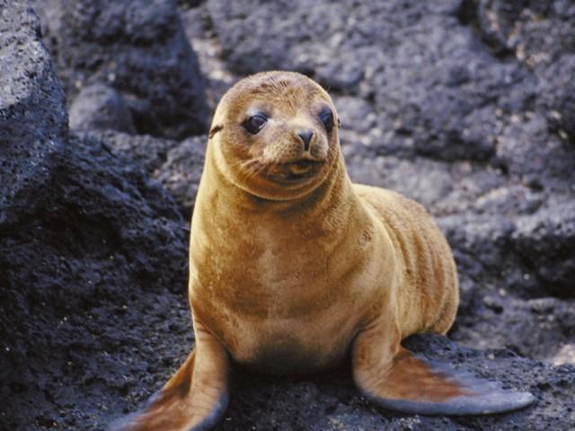 Морские котики: битва за выживание (morskie-kotiki-bitva-za-vyzhivanie) Документальный фильм