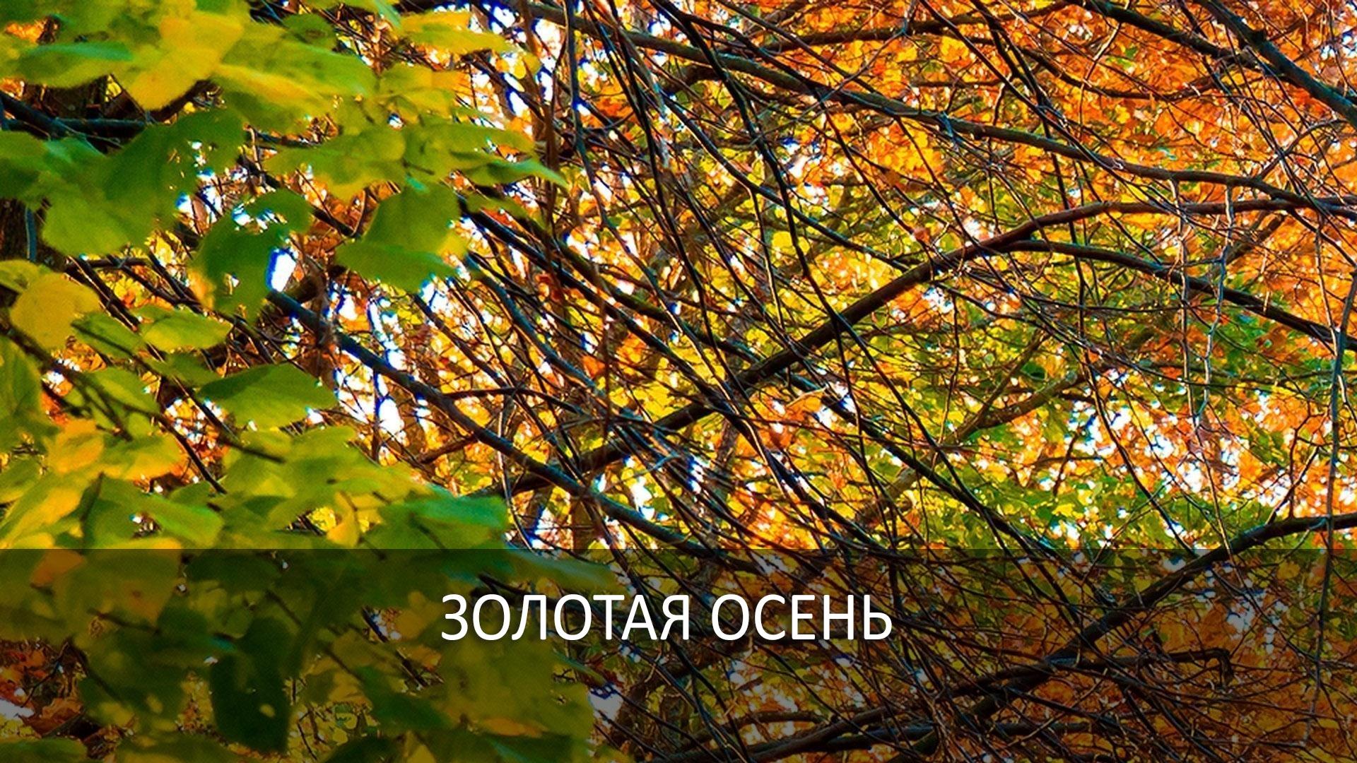 Золотая осень (zolotaja-osen) Досуг, хобби