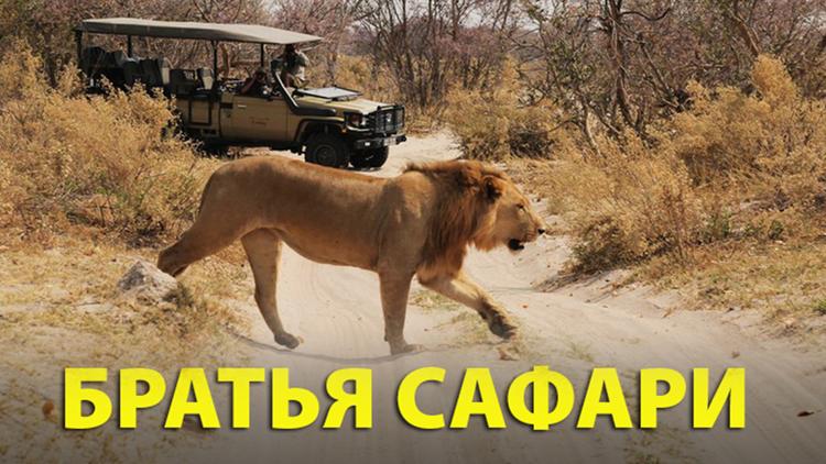 Постер Братья сафари