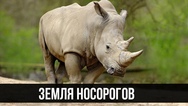 Постер Земля носорогов