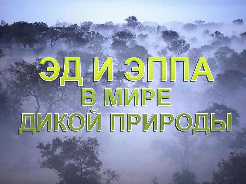 Эд и Эппа в мире дикой природы (ed-i-eppa-v-mire-dikoj-prirody) Познавательное