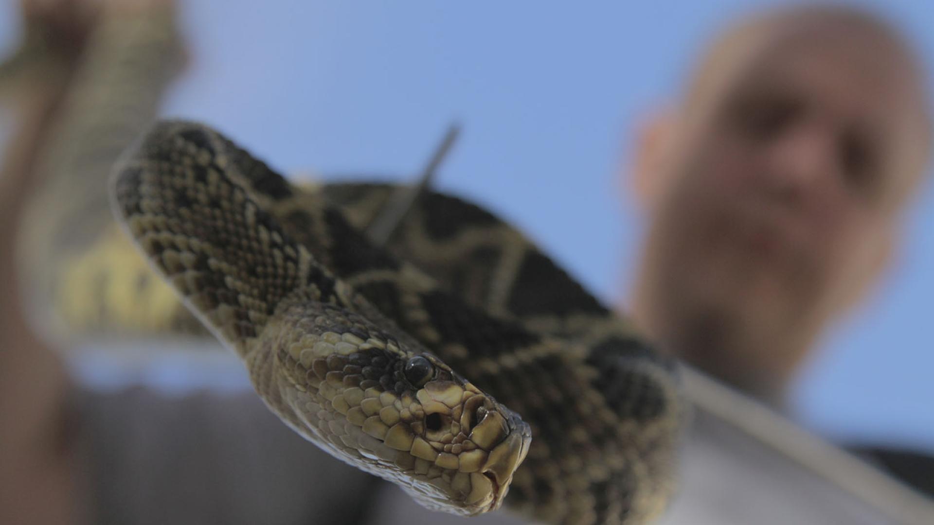 Охотники за ядом (ohotniki-za-jadom) Документальный сериал