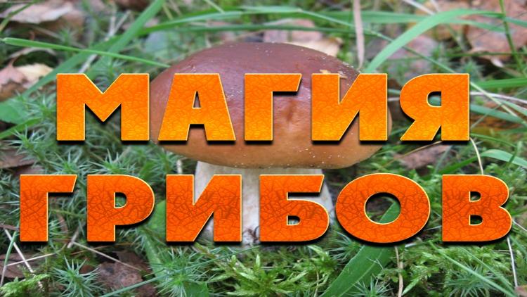 Постер Магия грибов