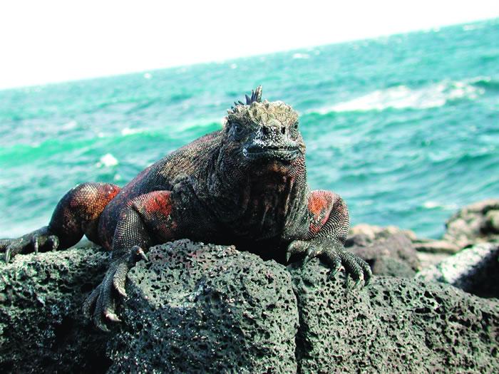 Уникальные Галапагосские острова 3D: Южная Америка (unikalnye-galapagosskie-ostrova-3d-juzhnaja-amerika) Документальный фильм