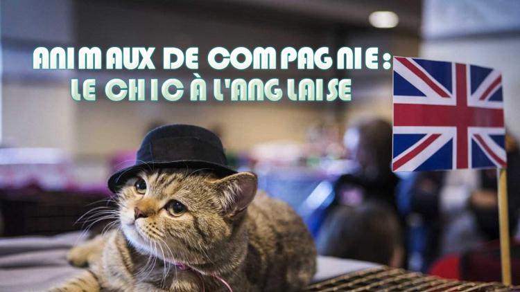 Постер Animaux de compagnie : Le chic à l'anglaise