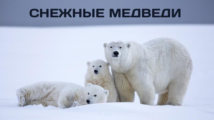 Постер Снежные медведи