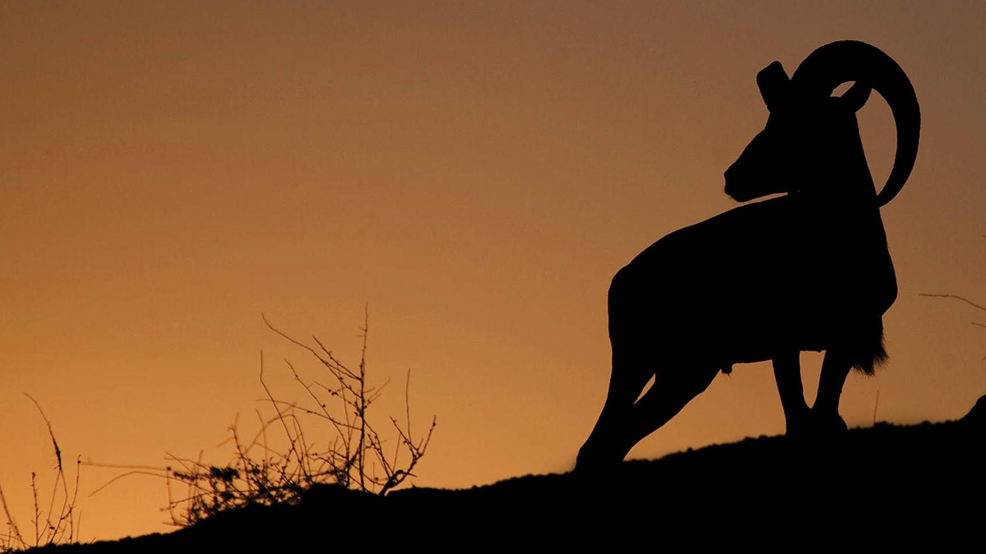 Дикая природа Ирана (dikaja-priroda-irana) Документальный фильм