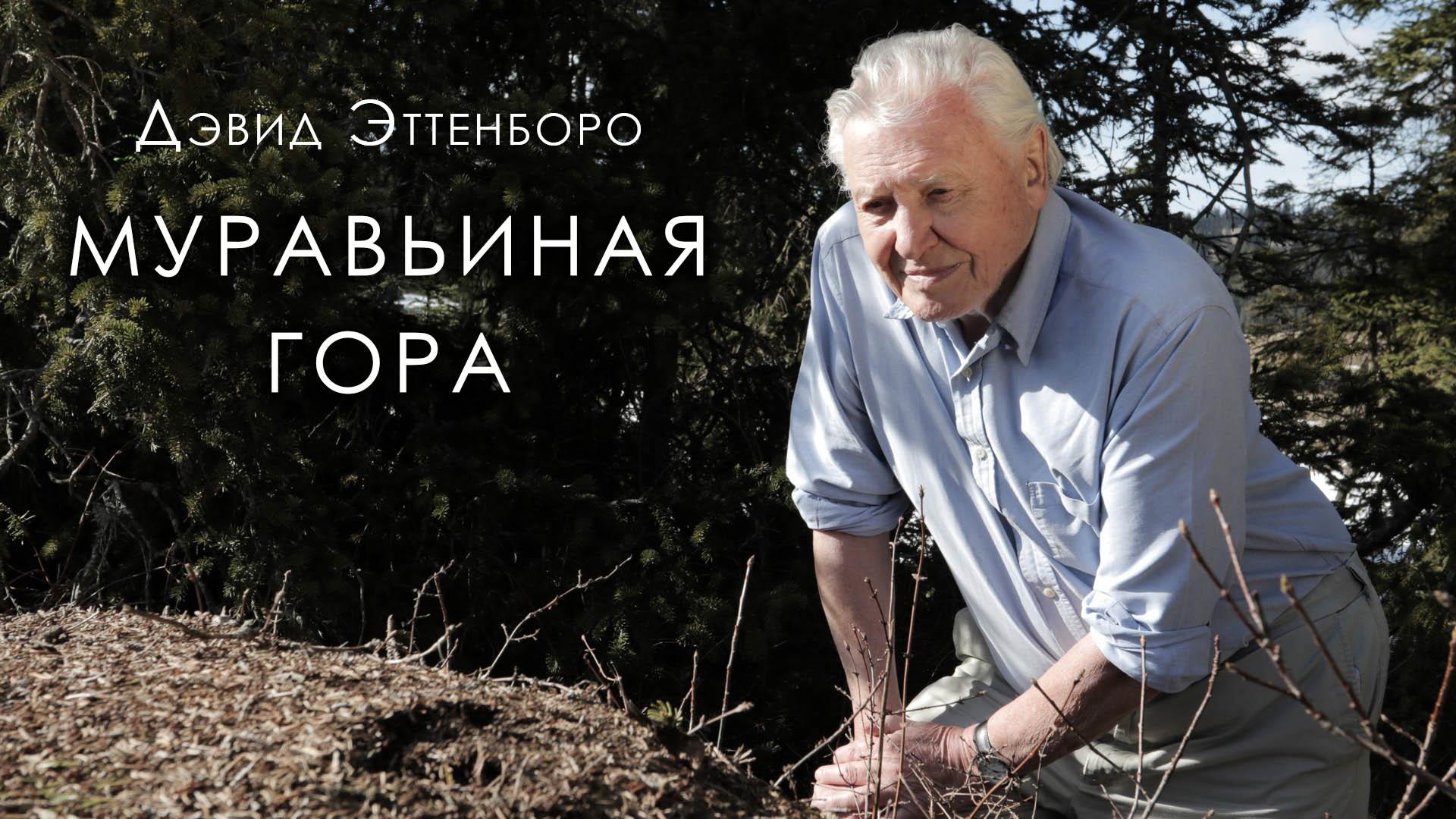 Муравьиная гора с Дэвидом Эттенборо (muravinaja-gora-s-devidom-ettenboro) Документальный фильм