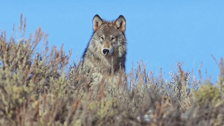 Постер Yellowstone - Das Geheimnis der Wölfe