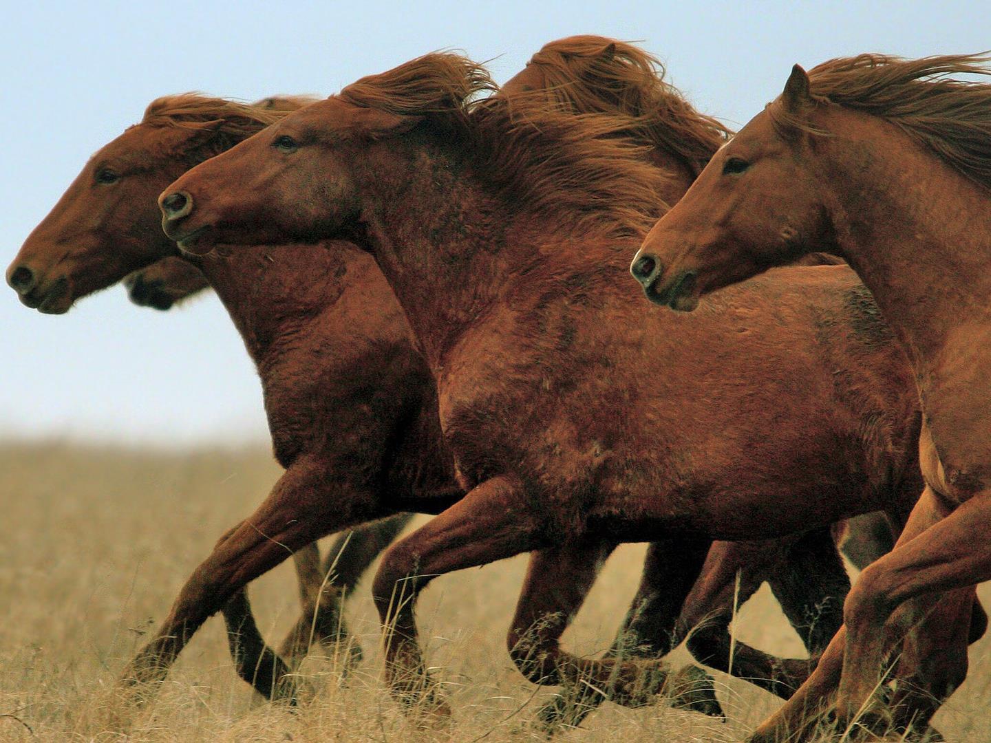 Дикий Запад Африки (dikij-zapad-afriki) Документальный фильм