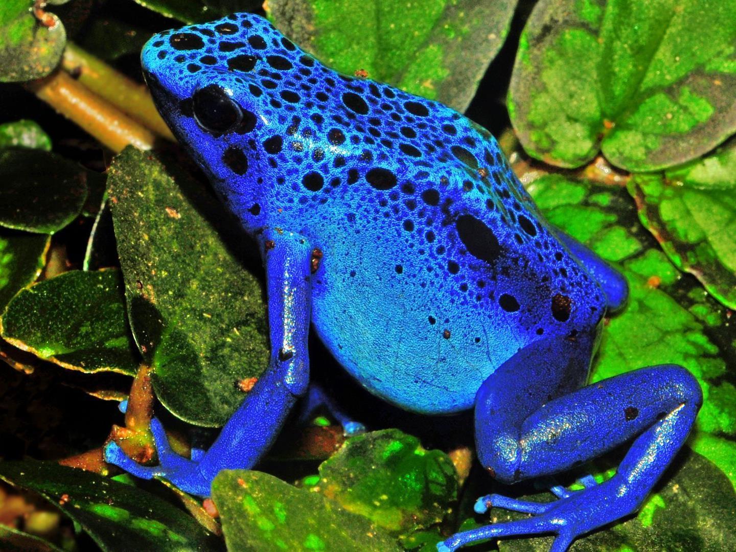 Лягушка-монстр (ljagushka-monstr) Документальный фильм