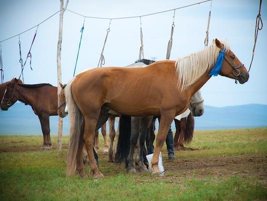 Лошади семьи Саи (loshadi-semi-sai) Документальный фильм