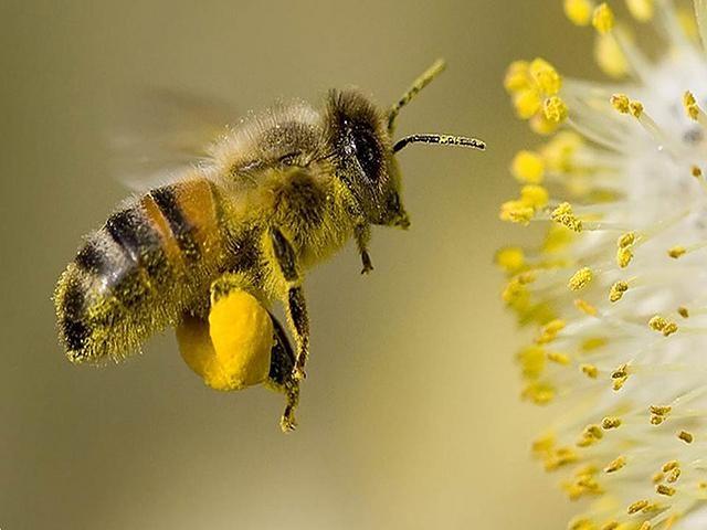 Вивисекция. Как устроены насекомые (vivisektsija-kak-ustroeny-nasekomye) Познавательное