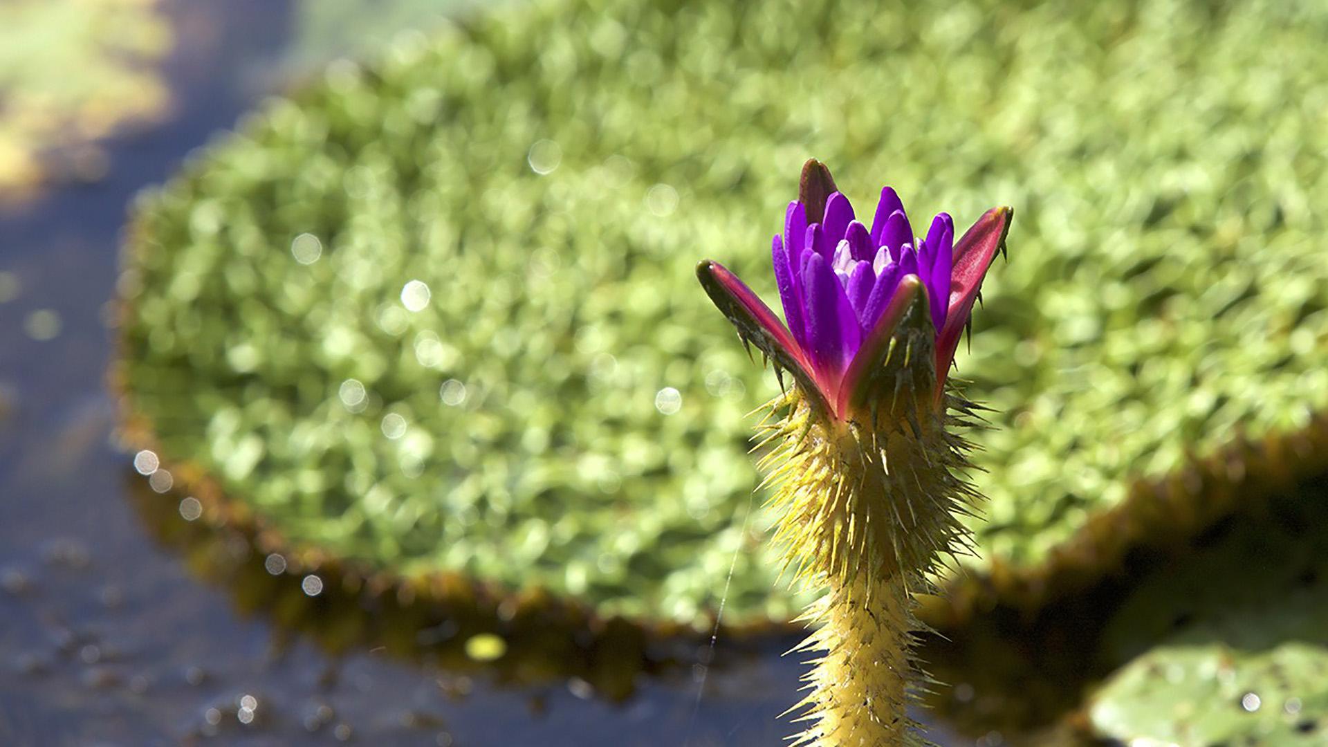 Дикая Корея (dikaja-koreja) Документальный сериал