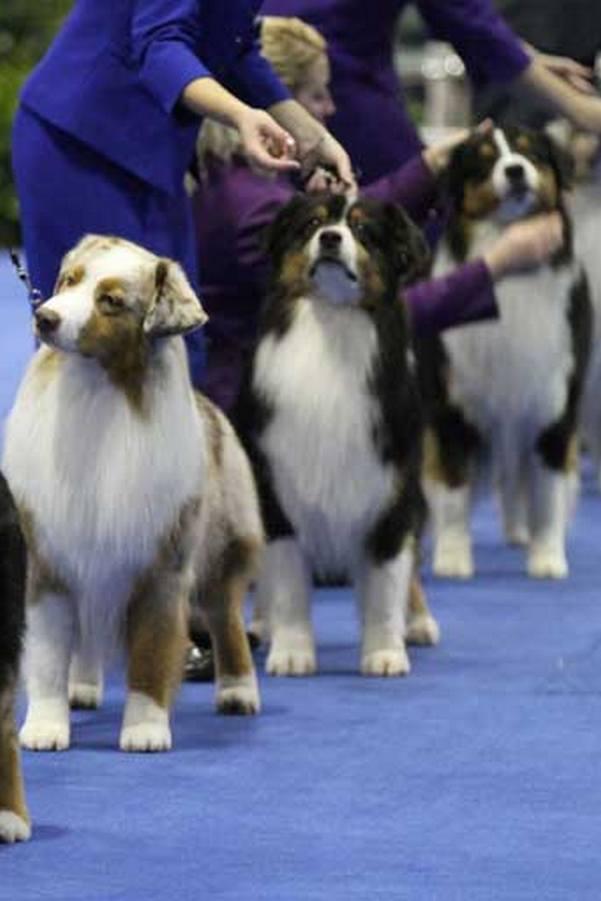 AKC National Championship 2018 (akc-national-championship-2018) ТВ-шоу