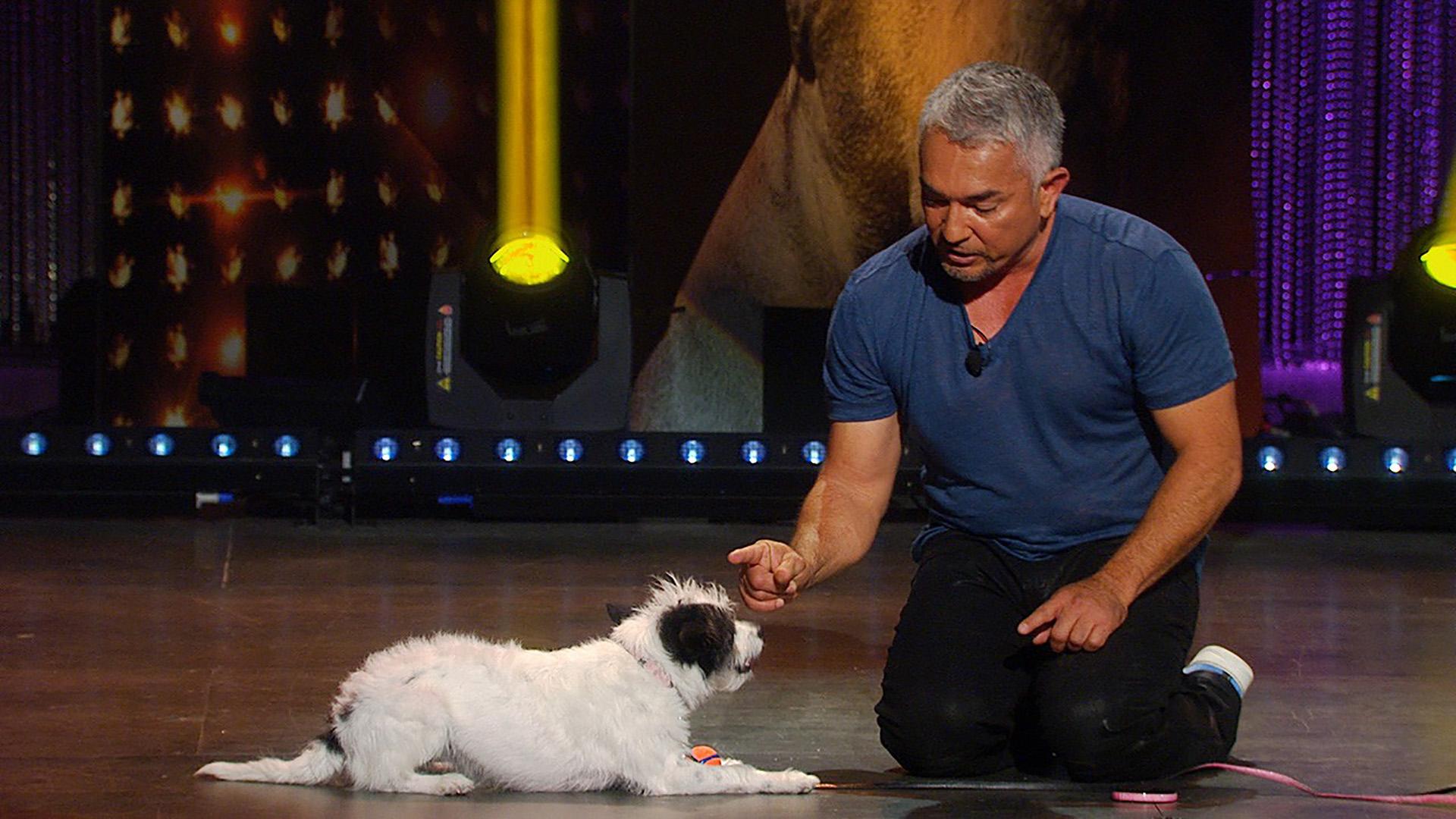 Cesar Millan: Viva Las Vegas! (cesar-millan-viva-las-vegas) ТВ-шоу
