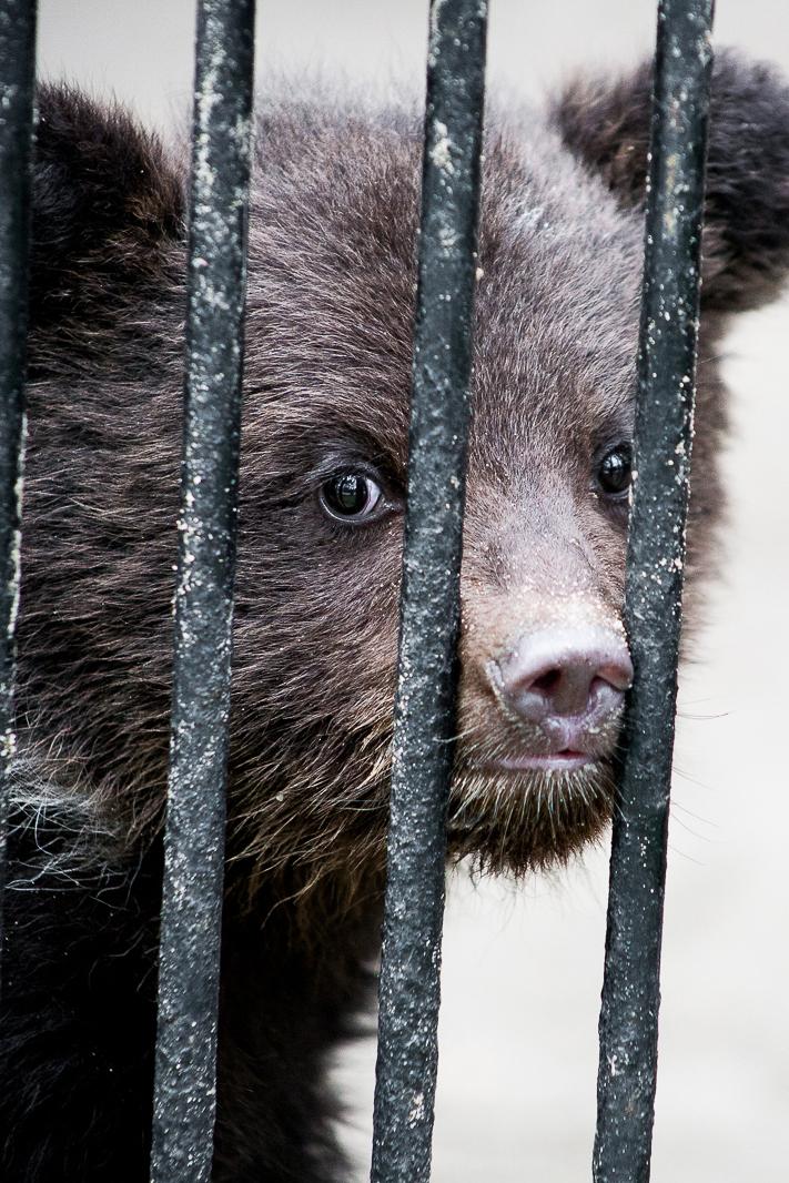 Звёзды зоопарков (zvezdy-zooparkov) Познавательное