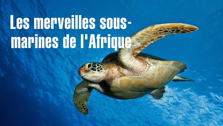 Постер Les merveilles sous-marines de l'Afrique