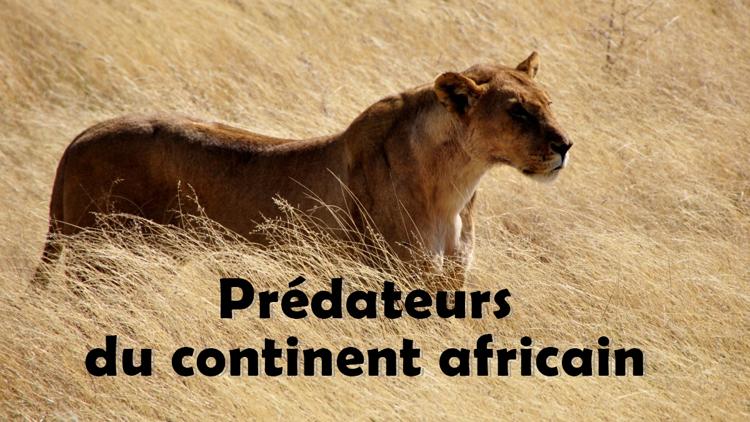 Постер Prédateurs du continent africain