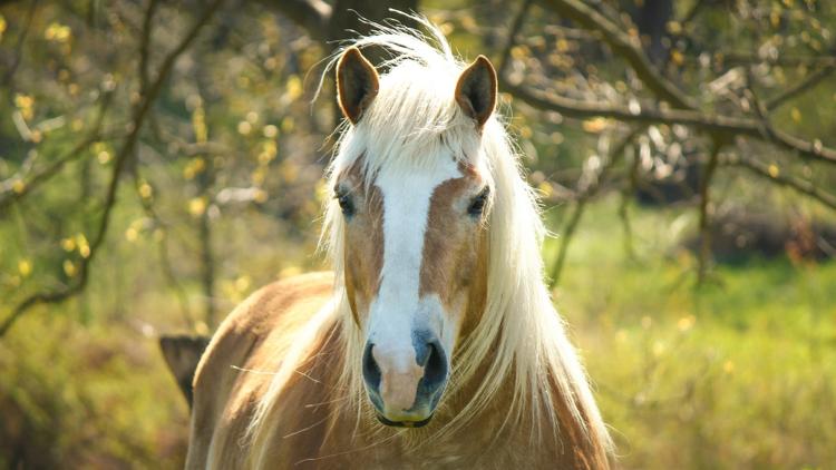 Постер HipHorses