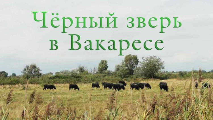 Постер Чёрный зверь в Вакаресе