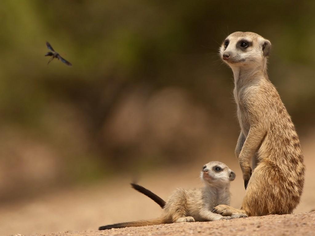 Сурикаты (surikaty) Документальный фильм