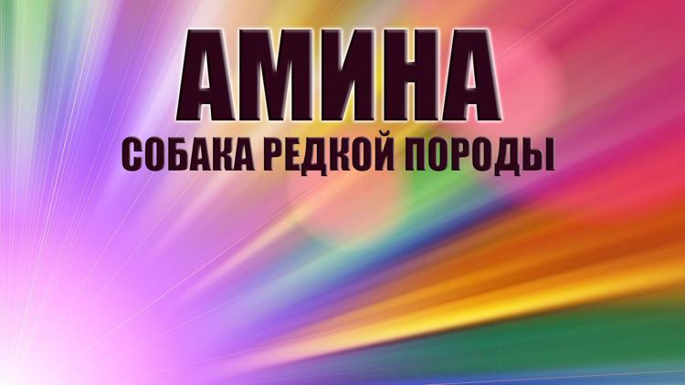 Постер Амина - собака редкой породы