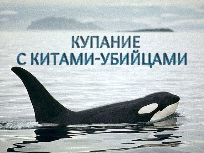 Купание с китами-убийцами (kupanie-s-kitami-ubijtsami) Документальный фильм