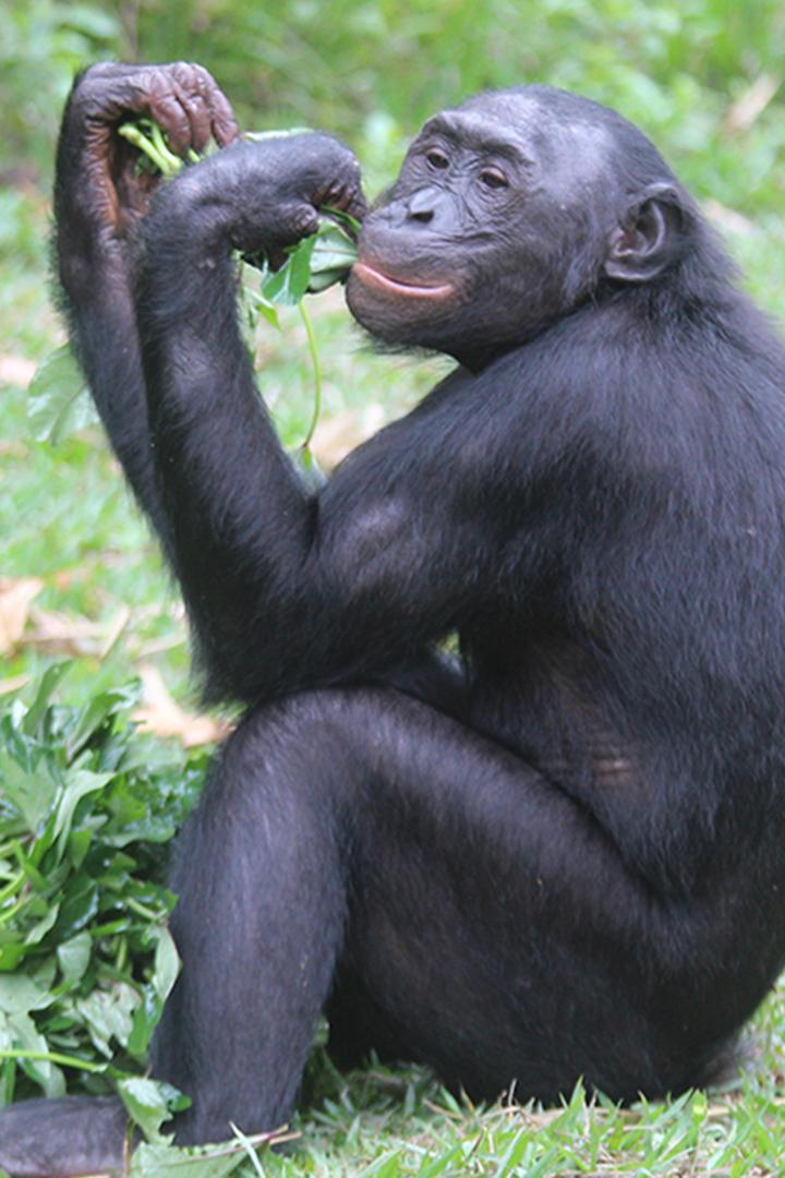 Сезон с Бонобо (sezon-s-bonobo) Документальный сериал