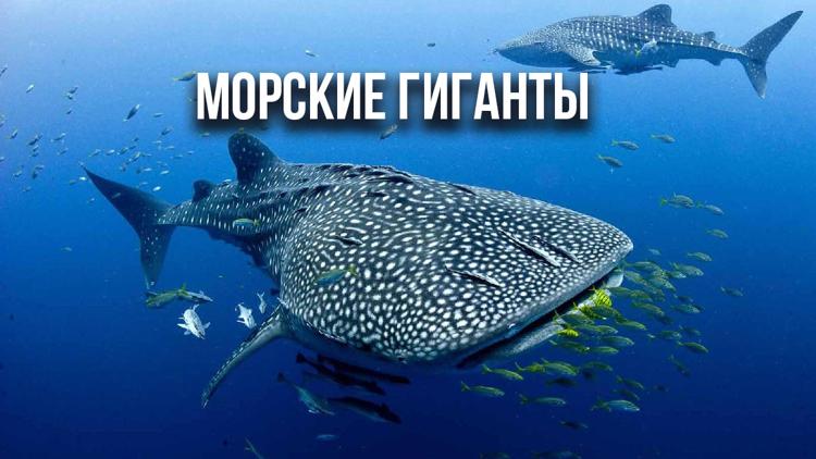 Постер Морские гиганты