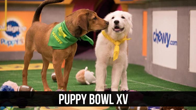 Постер Puppy Bowl