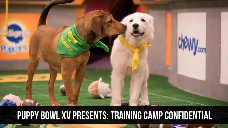 Постер Puppy Bowl XV Presents: Training Camp Confidential