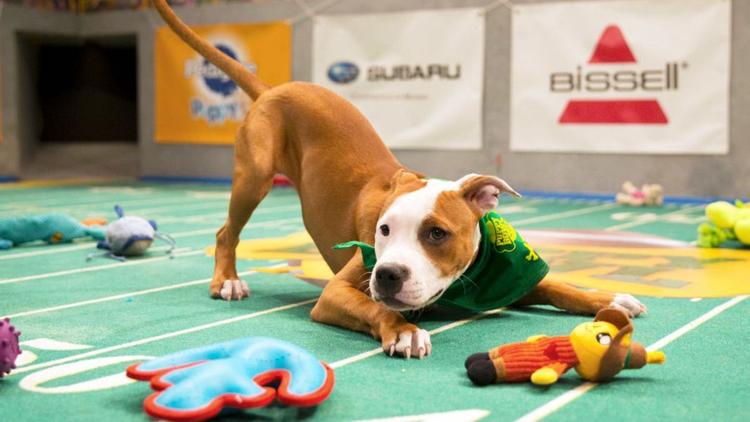 Постер Puppy Bowl XV Presents: Training Camp Confidential