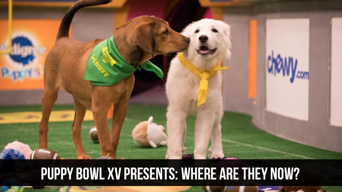 Puppy Bowl XV Presents: Where Are They Now? (puppy-bowl-xv-presents-where-are-they-now) Досуг, хобби