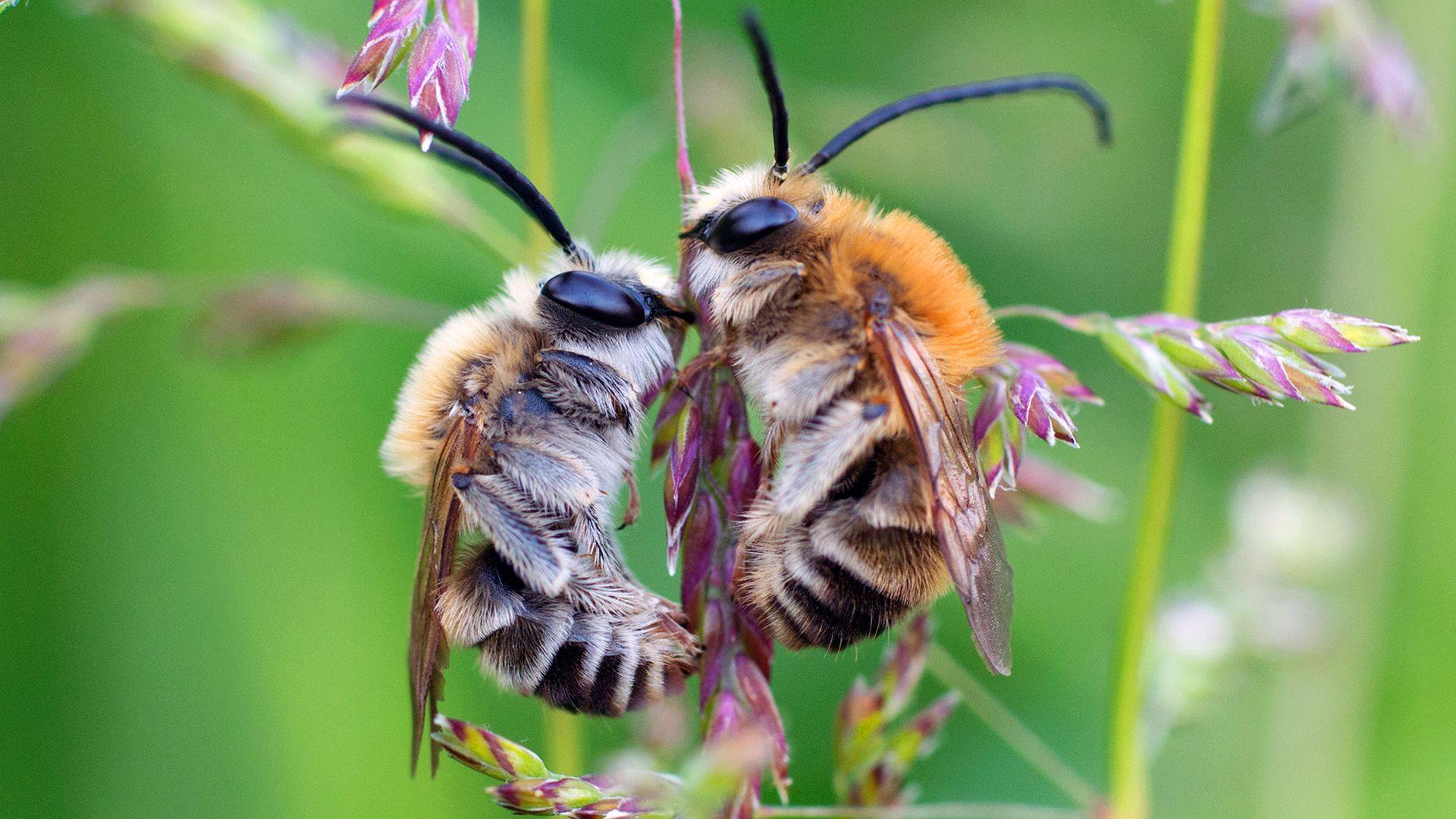 Biene Majas wilde Schwestern (biene-majas-wilde-schwestern) Документальный фильм
