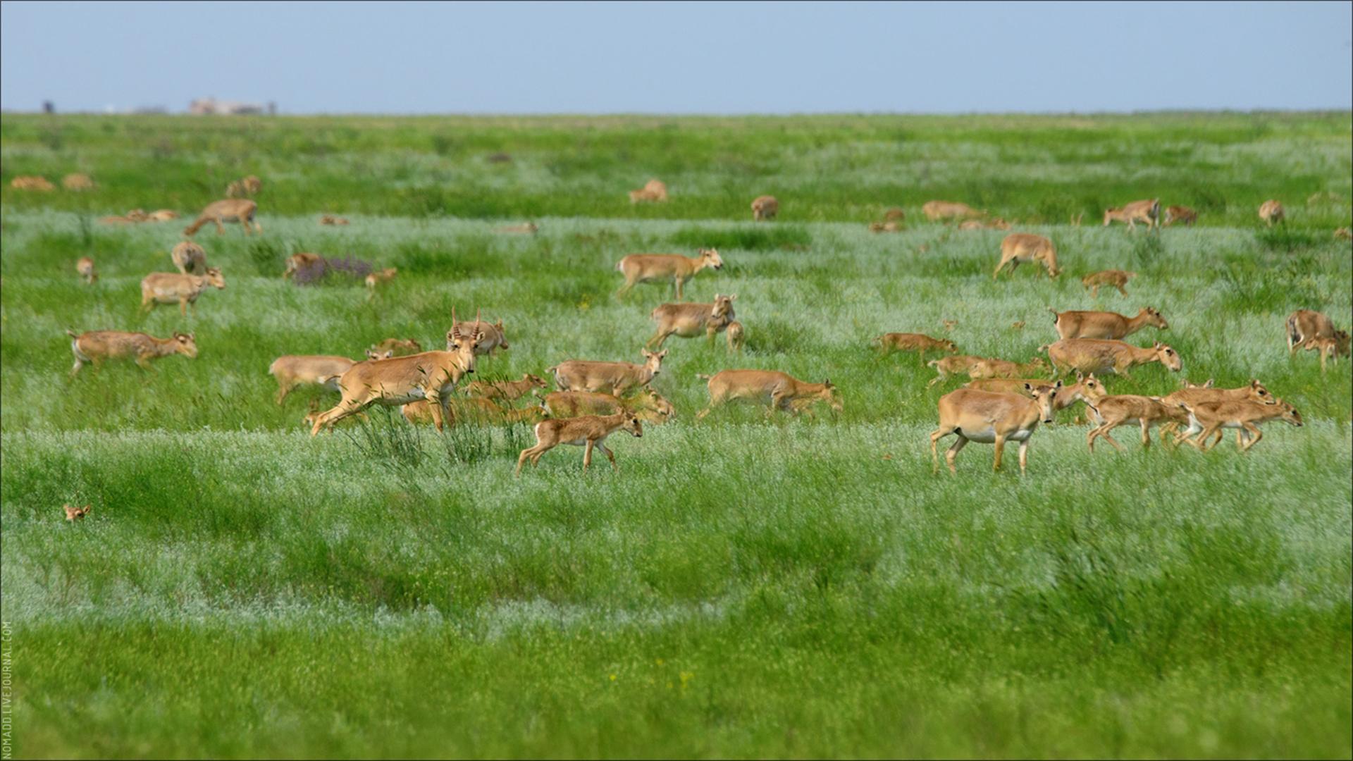 Сын степей (syn-stepej) Документальный фильм