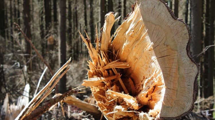 Постер Die Ausbeutung der Urwälder