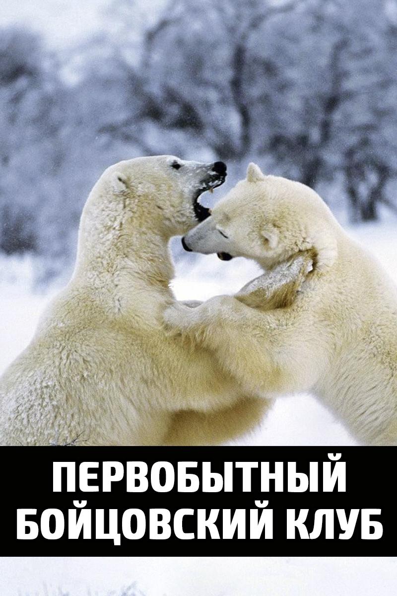 Первобытный бойцовский клуб (pervobytnyj-bojtsovskij-klub) Документальный фильм