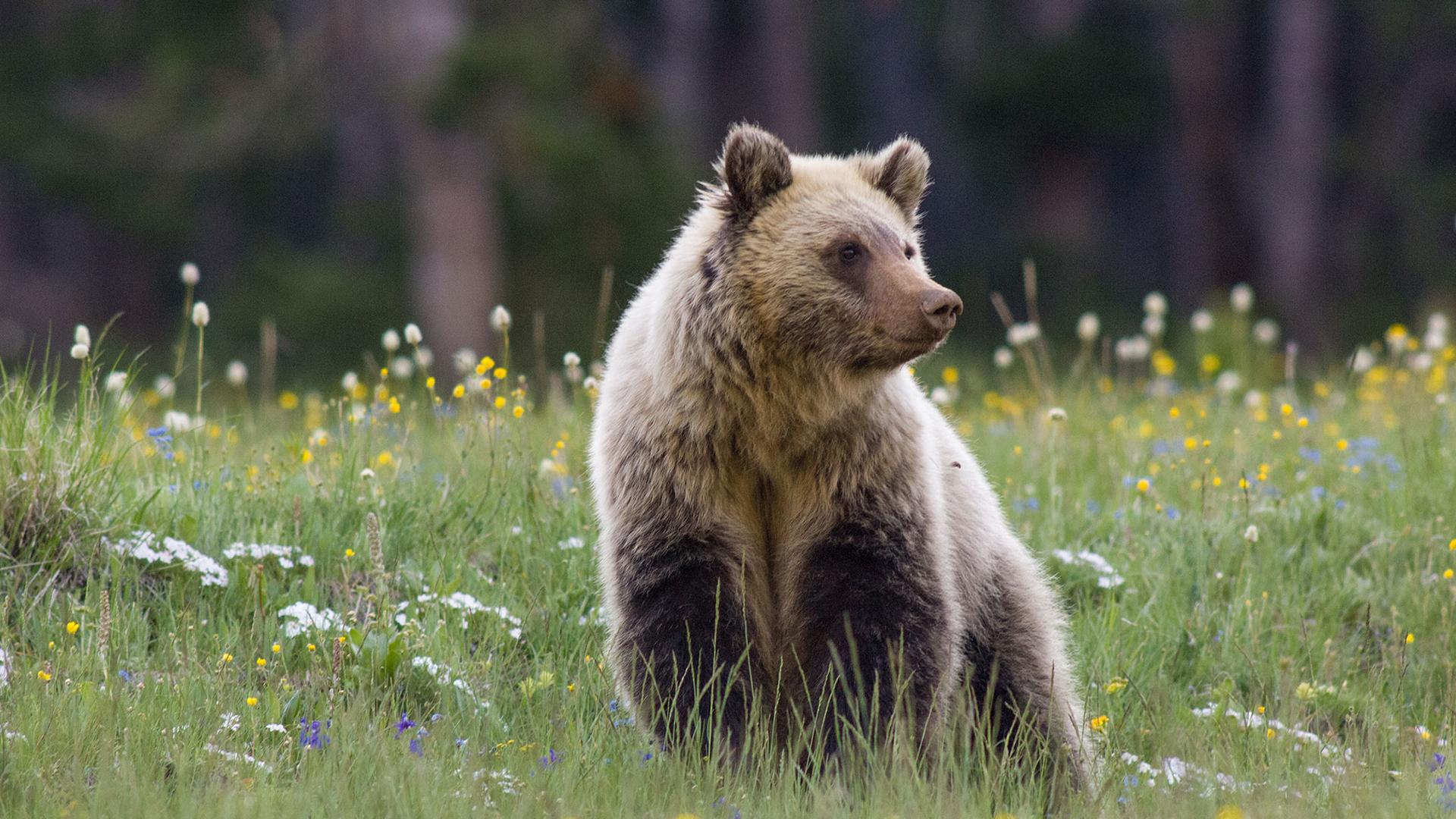 Grizzly Face to Face (grizzly-face-to-face) Документальный фильм