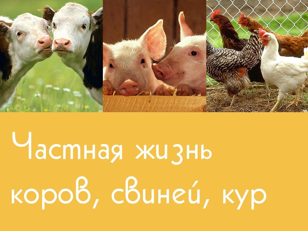 Частная жизнь коров, свиней, кур (chastnaja-zhizn-korov-svinej-kur) Реалити-шоу