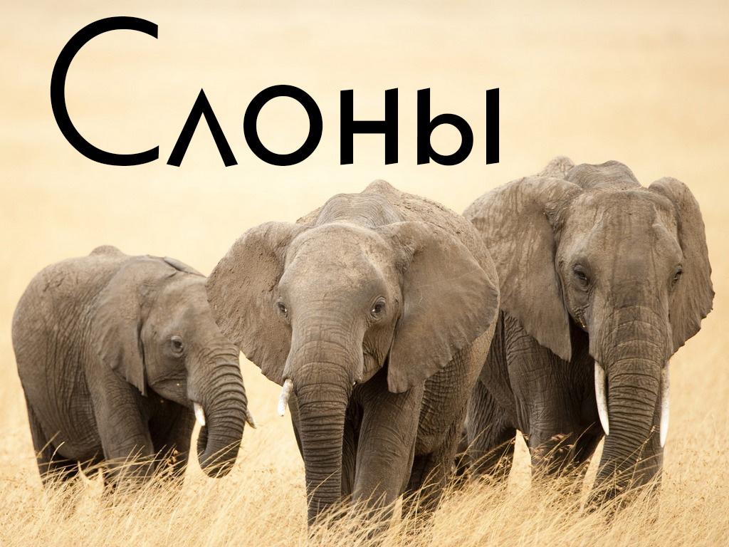 Слоны (slony) Досуг, хобби
