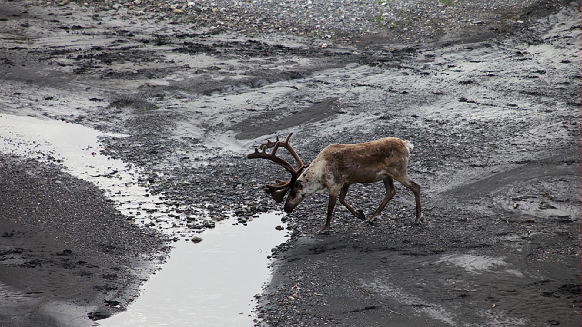 В поисках людоеда (v-poiskah-ljudoeda) Документальный сериал