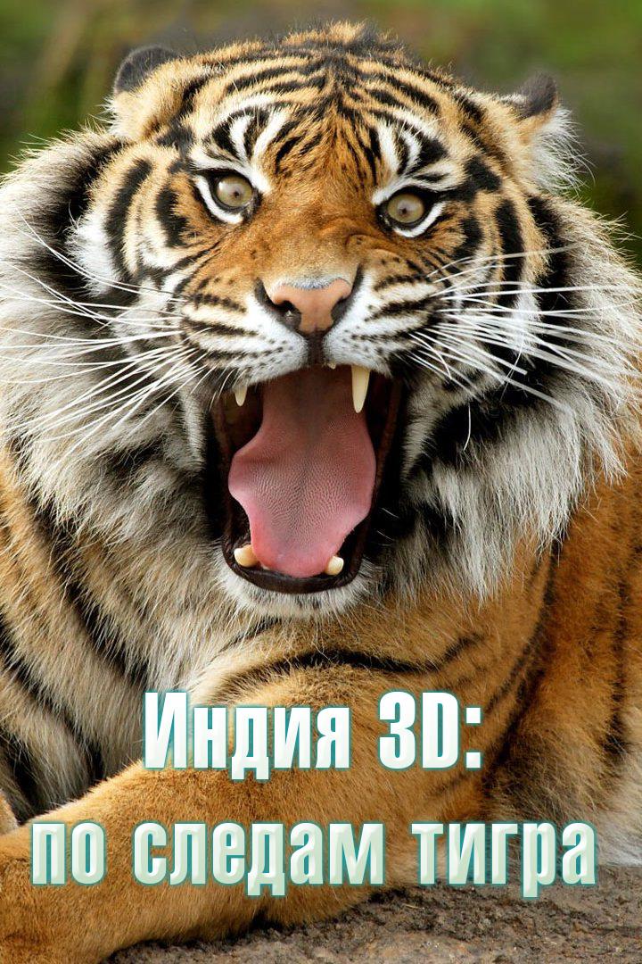 Индия 3D: по следам тигра (indija-3d-po-sledam-tigra) Документальный фильм