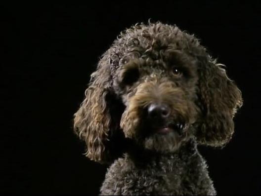 Тайная жизнь домашних питомцев (tajnaja-zhizn-domashnih-pitomtsev) Познавательное