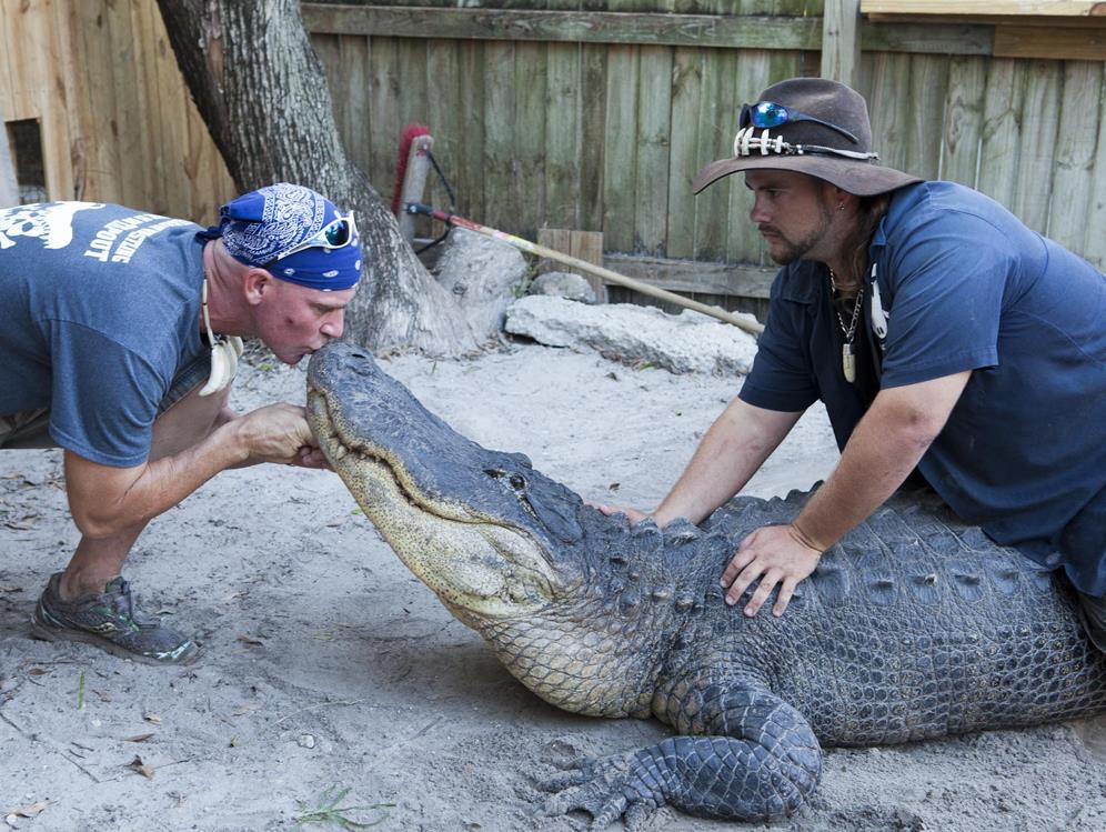 Укротители аллигаторов (ukrotiteli-alligatorov) Документальный сериал